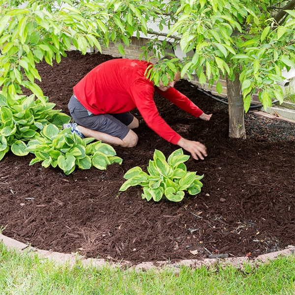 mulch installation the best time for mulch installation is typically in the early spring or late fall